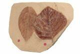 Two Red Fossil Leaves (Eucommia) - Montana #188935-1